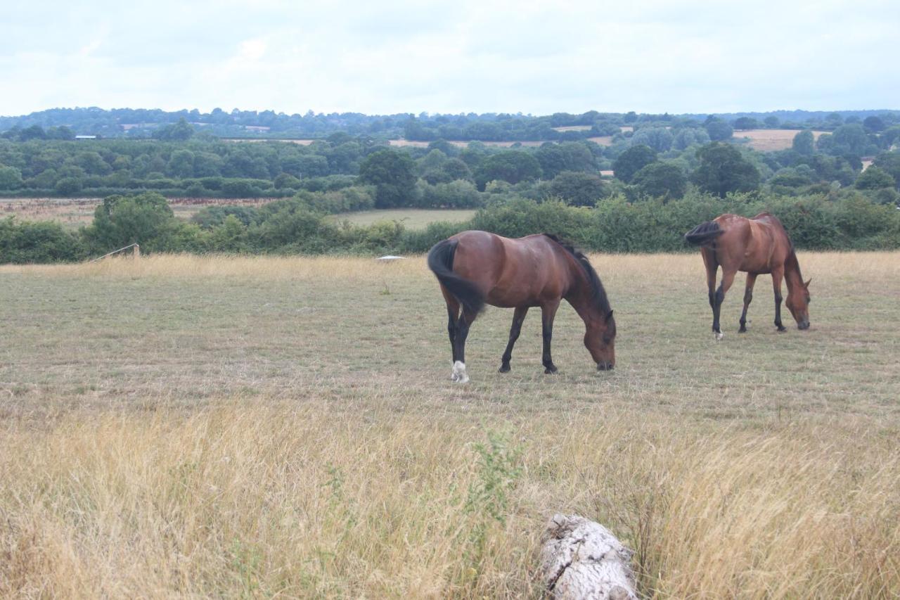 Mapperton Hill Farm Bed & Breakfast Mere  Bagian luar foto